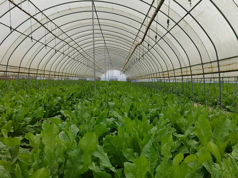 BB漆（臻享裝）